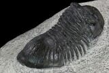 Bargain, Paralejurus Trilobite Fossil - Ofaten, Morocco #120054-3